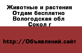 Животные и растения Отдам бесплатно. Вологодская обл.,Сокол г.